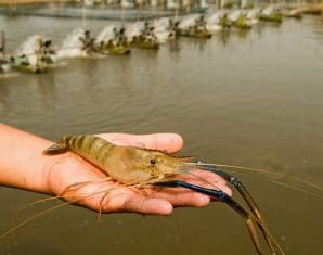 Shrimp | ProPakistani