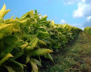 Tobacco | ECC | ProPakistani