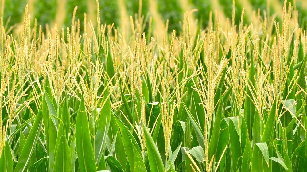 SBP to Launch Electronic Warehouse Receipt Financing for Maize Crop