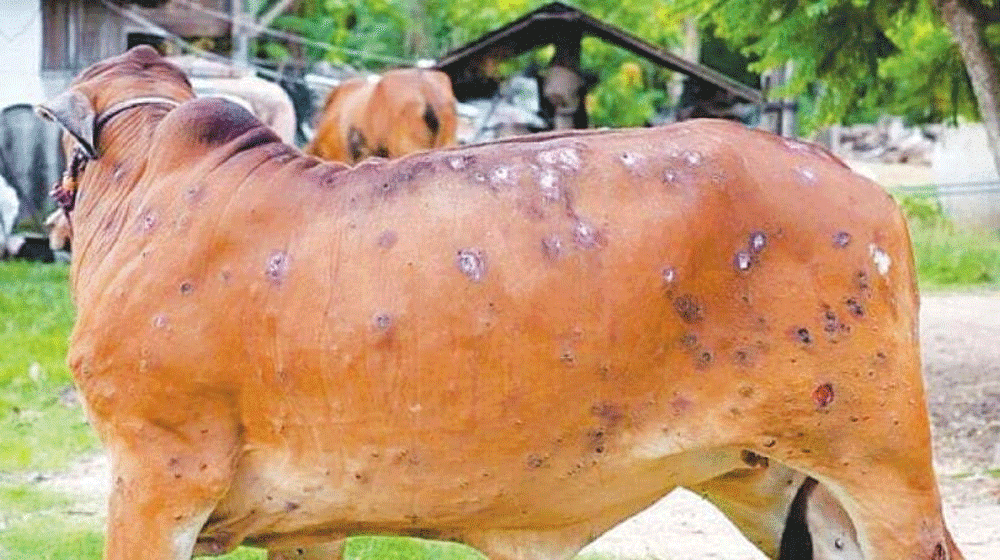 DRAP Approves Import of Vaccines for Lumpy Skin Disease