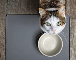 pet food import ban
