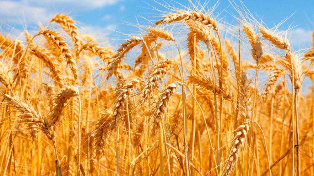 Senate Body Seeks Legislation on Uniform Wheat Support Price
