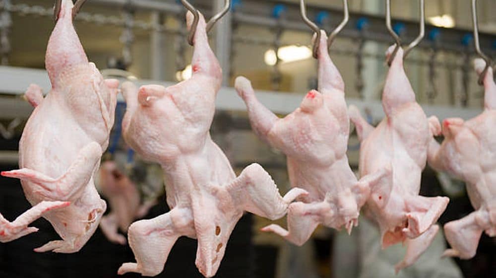 Chicken Meat Prices Break All Previous Records in Pakistan