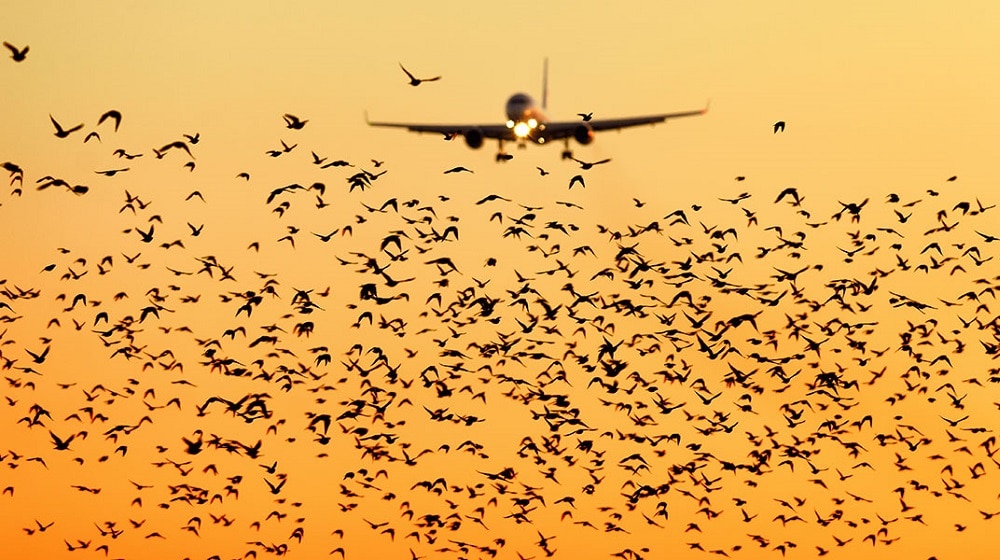 Birds Disrupt Flight Operations at Lahore Airport