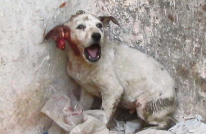 dog
