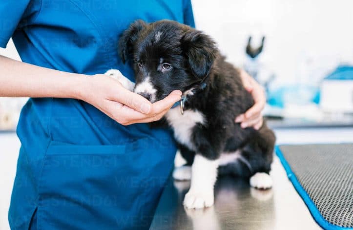dog at vet