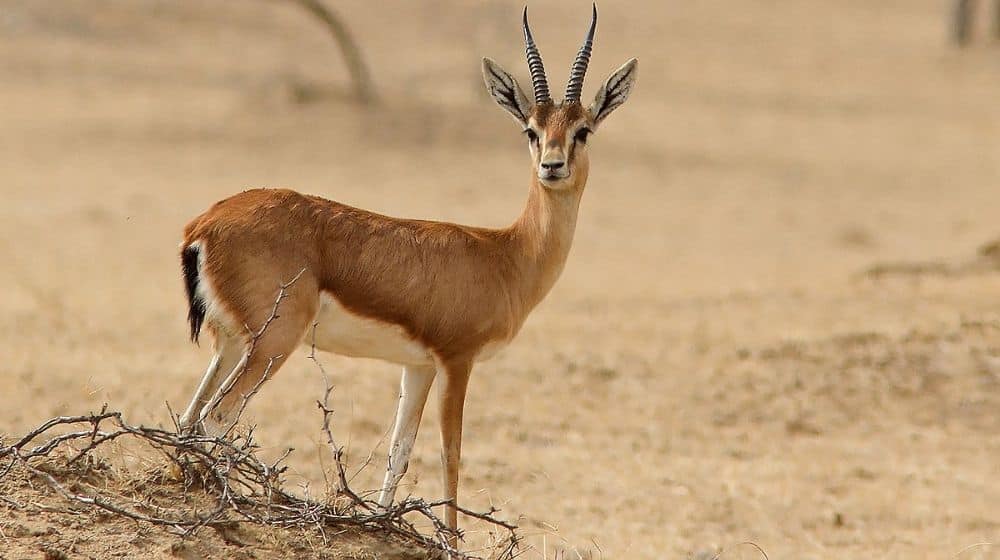 Court Grants Physical Remand of Poachers for Hunting Rare Species of Deer