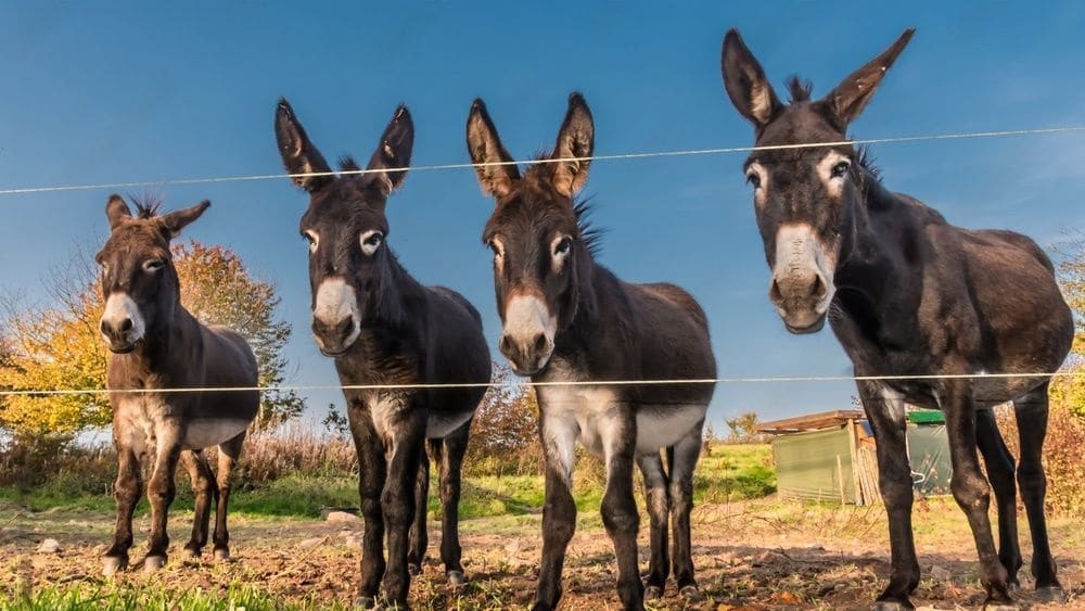 Petition Filed Against Comparison of Donkeys With Politicians on Social Media
