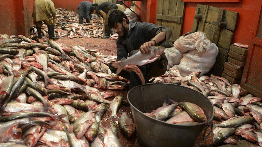 WWF Official Makes Shocking Revelation About Fish Eaten in Pakistan