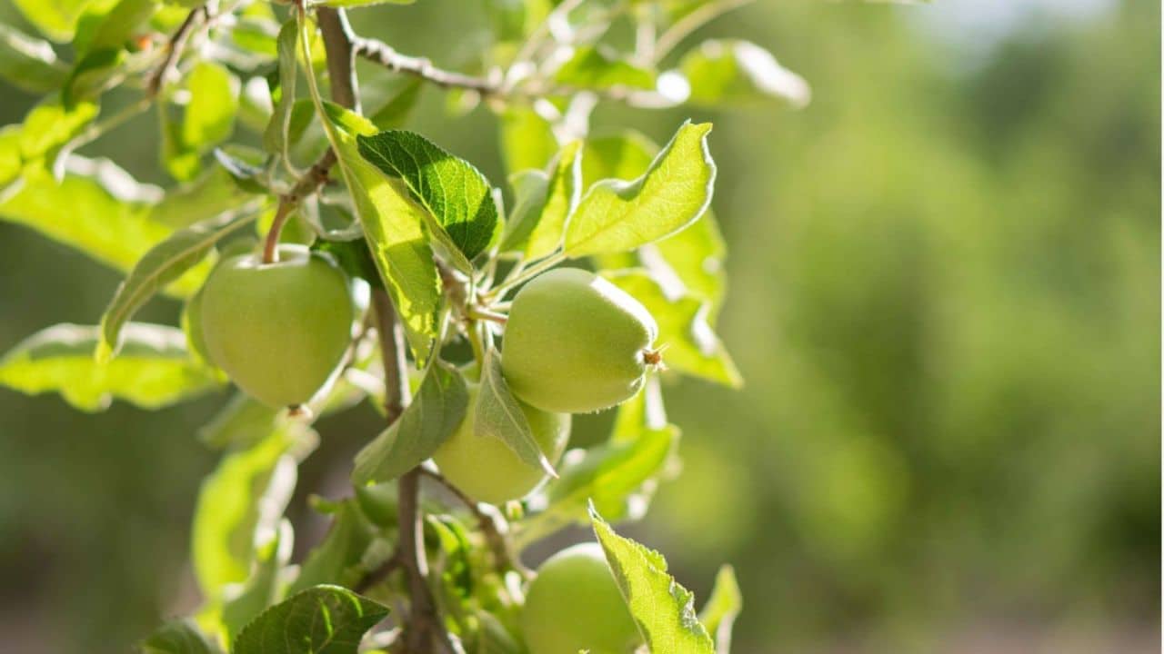 Nestlé Pakistan Brings Sustainable Growth to Apple Growing in Gilgit ...