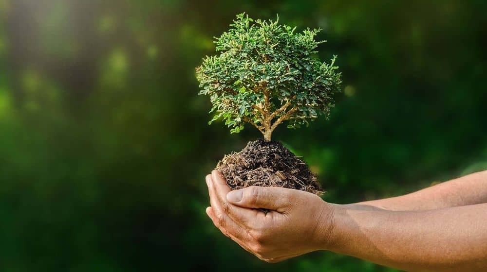 CDA Aims to Plant Over 500,000 Trees in Spring 2023