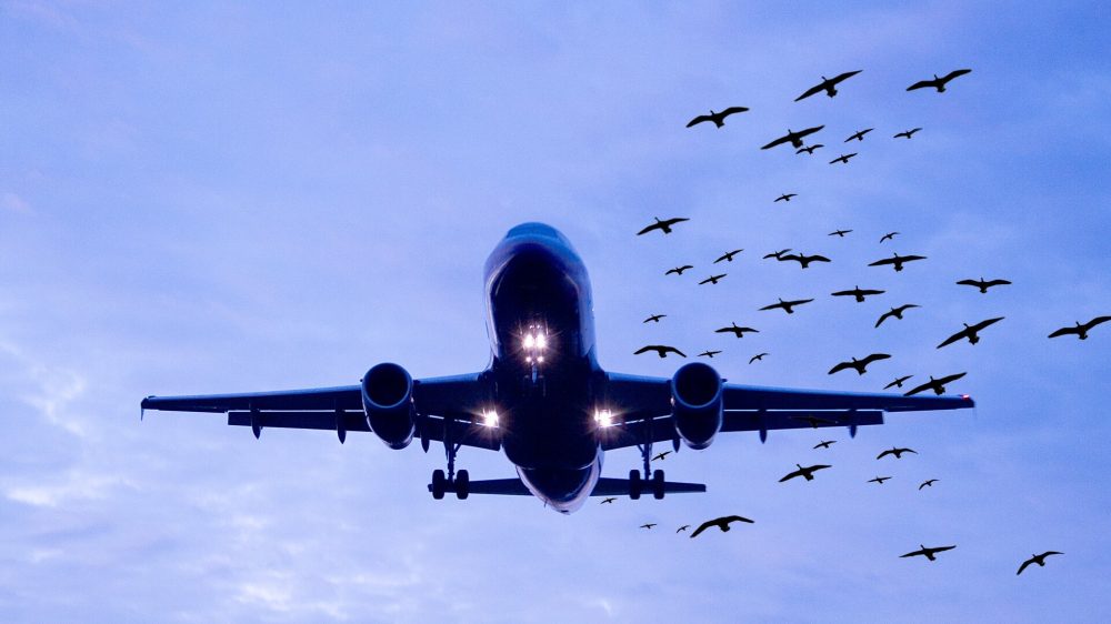 CAA Urged to Replace Airport’s Bird Shooters With Humane Bird Deterrents