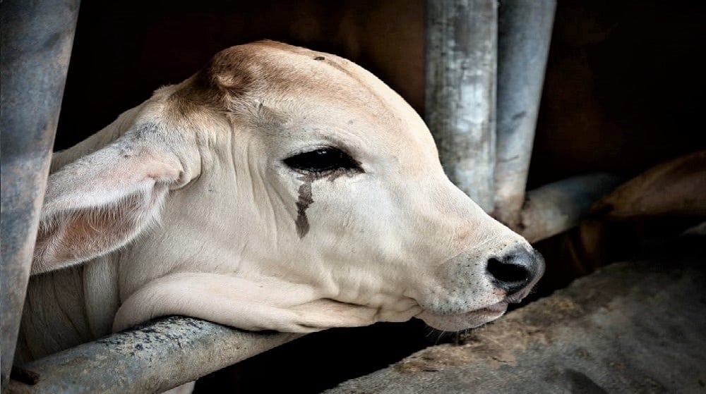 PETA Calls for Reforms After Reports of Rectal Palpitation Drills on Cows in Pakistani Vet Schools