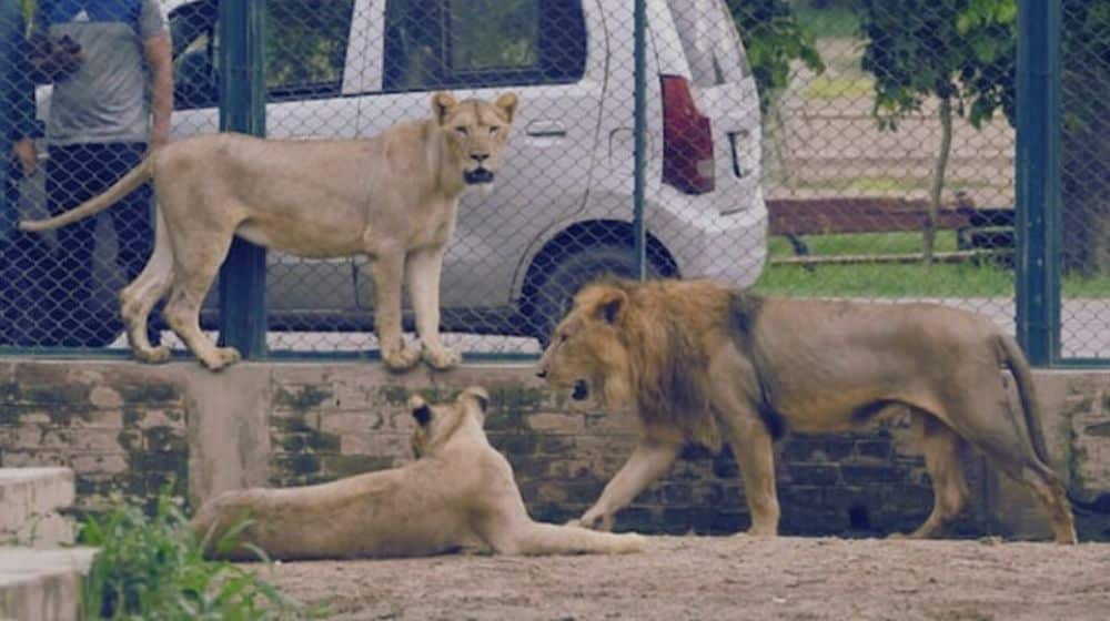 Lahore Safari Zoo Takes U-Turn on Controversial Lion Auction