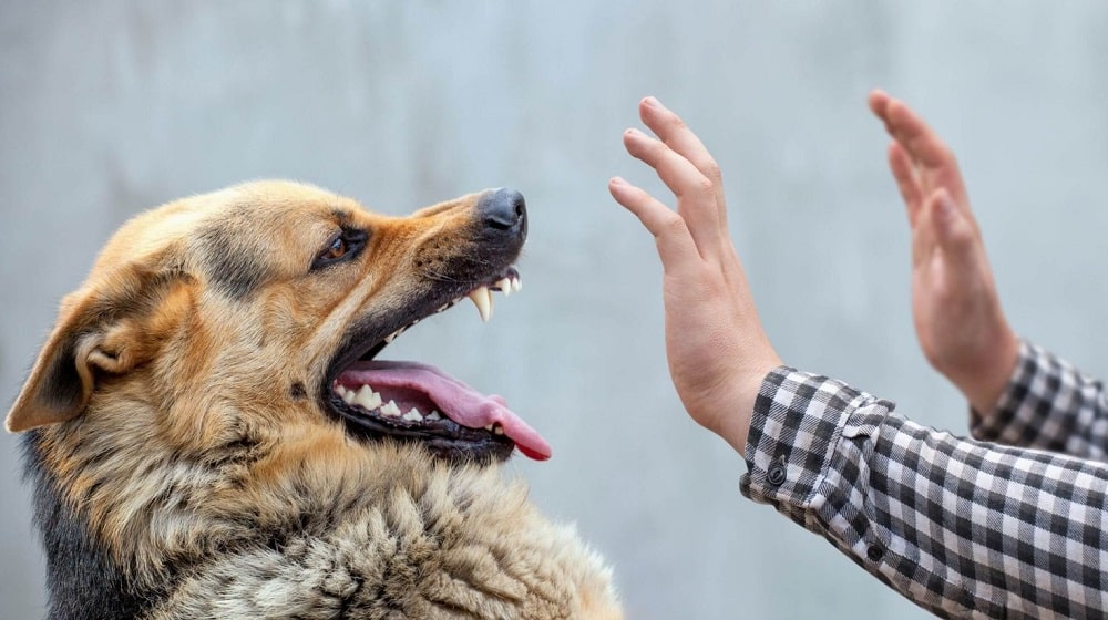 Pet Dog Bites Polio Worker in Layyah