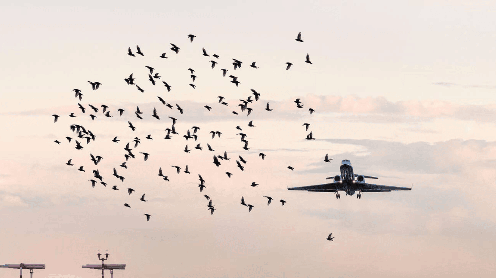 Civil Aviation Authority to Adopt Global Practices For Bird Control at Lahore Airport