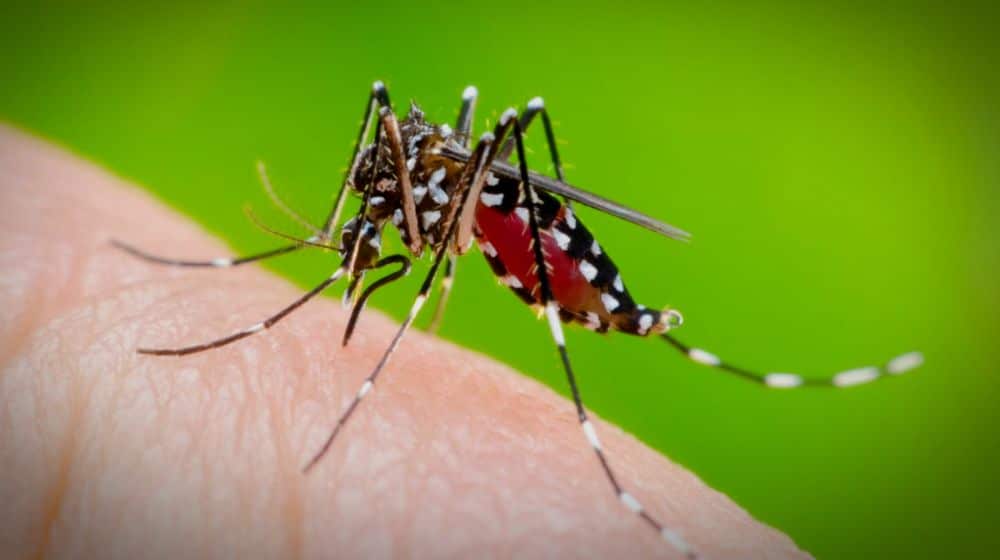 Dengue May Become an Epidemic in Major Cities Across Pakistan