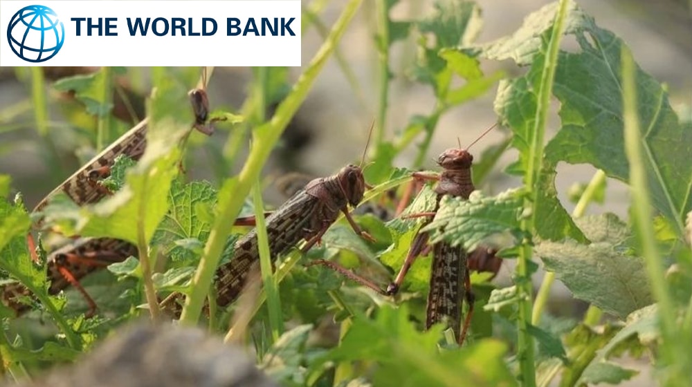 World Bank May Downgrade $200 Million Locust Control Project Amid Delays