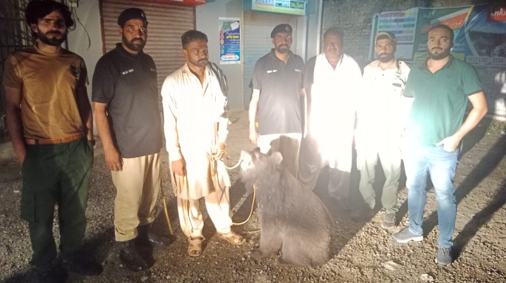 Bear Cub Saved From Cruel Life of Dancing in Rawalpindi [Images]