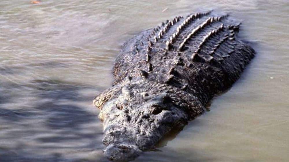 Massive Crocodile Emerges From Rainwater in Nawabshah