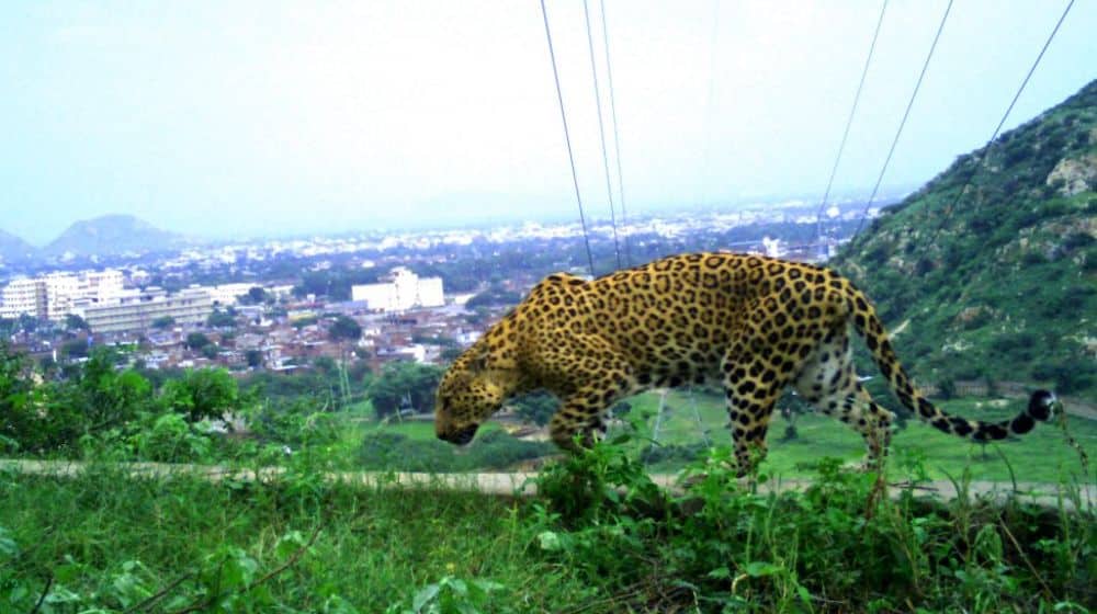 ‘Islamabad Built on Leopard Habitat’, Fawad Urges Citizens to Take Care of Wildlife