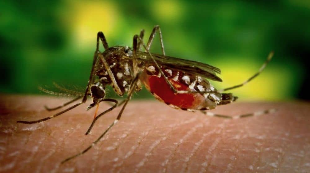Sindh and KP Plagued With Malaria After Catastrophic Floods