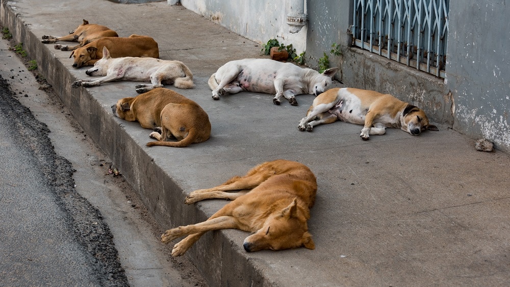 Govt Bans Dog Culling in Islamabad