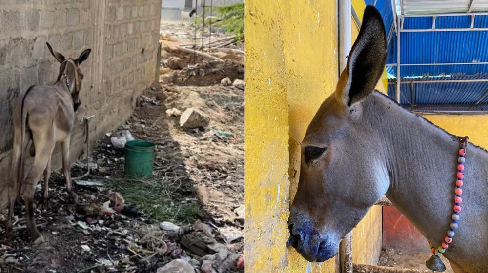 Unimplemented Animal Reforms Lead to Donkey's Horrifying Death After Being  Force-Fed Acid