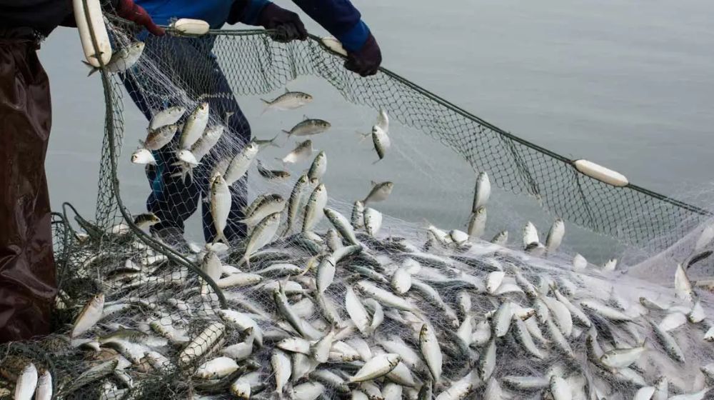 Fish Will Now be Artificially Bred in Swabi, KP