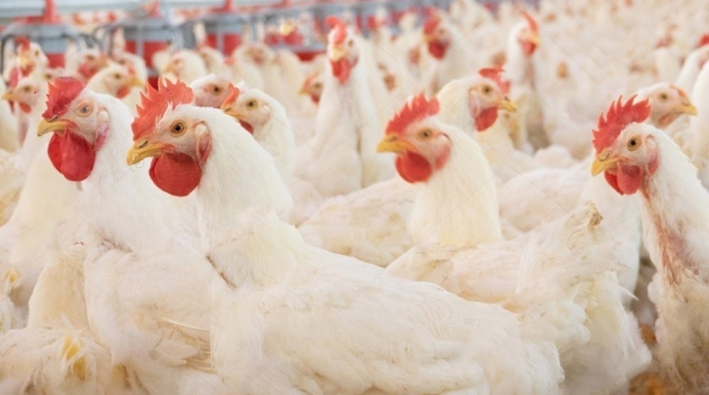 RCCI Fears Closure of 30,000 Poultry Farms Due to Delay in Clearance at Port