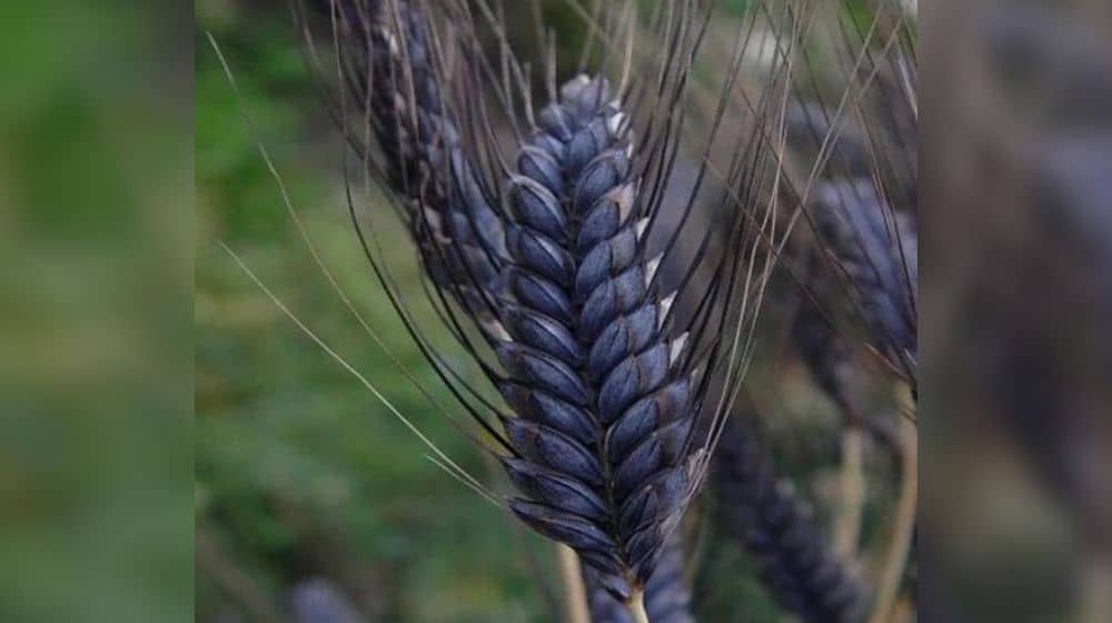 Black Wheat Seeds’ Traders Face Action in Punjab