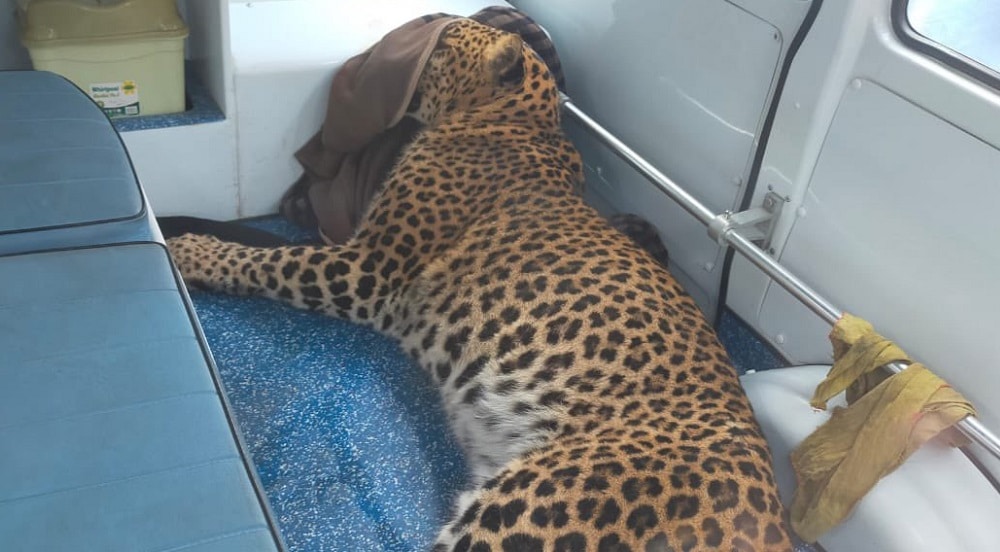 Leopard Dies After Falling From Cliff in Kaghan Valley