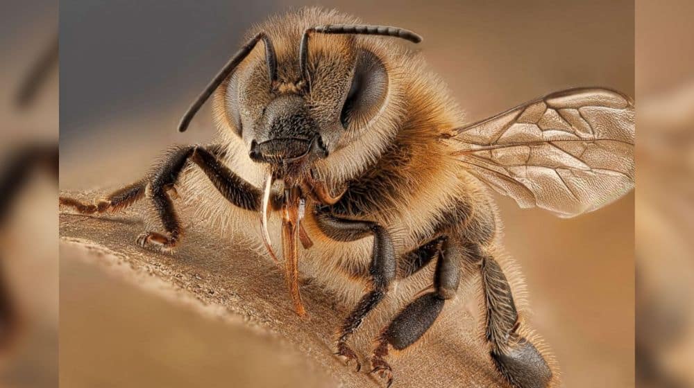 Honeybees Kill Elderly Man in Karachi