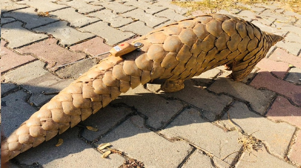 Rescued Pangolins in Islamabad Fitted with Radio Telemetry Transmitters by WWF-Pakistan