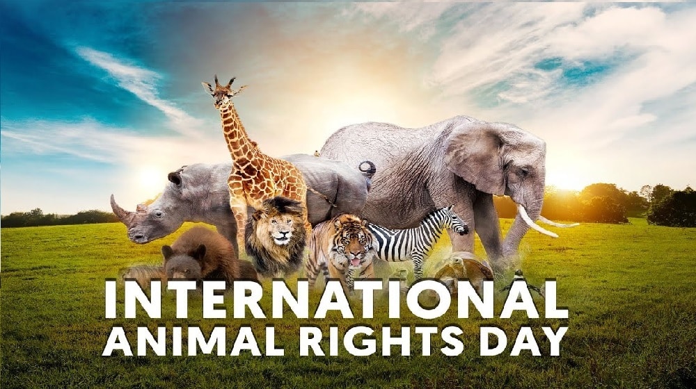 Welfare Experts Promise to Improve Animal Rights in Pakistan and Worldwide
