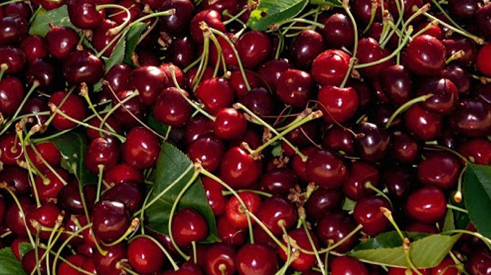 60 More Orchards in GB Given Green Signal to Export Cherries to China
