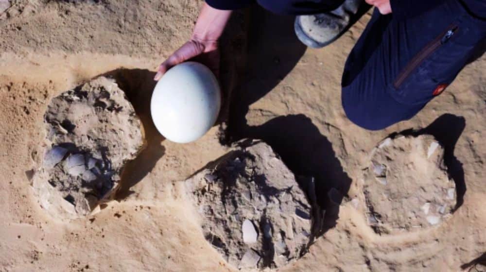Ancient Ostritch Egg