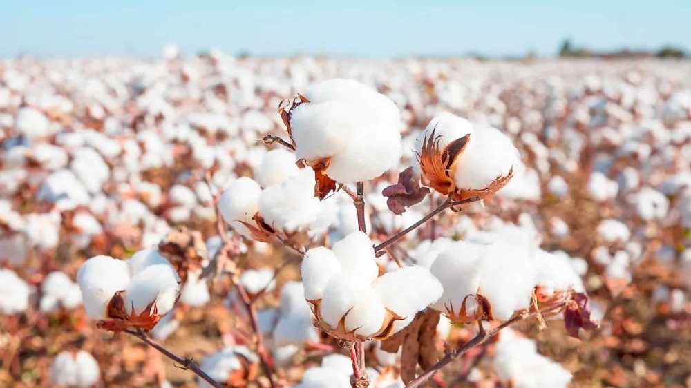 Cotton Production Arrives At 1.43 Million Bales in July