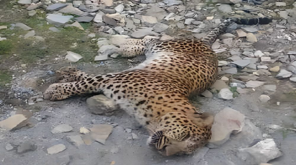 Endangered Leopard Poisoned to Death in KP