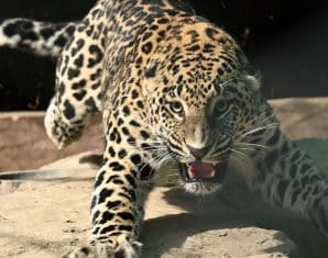 Former Cricketer Involved in Leopard Attack