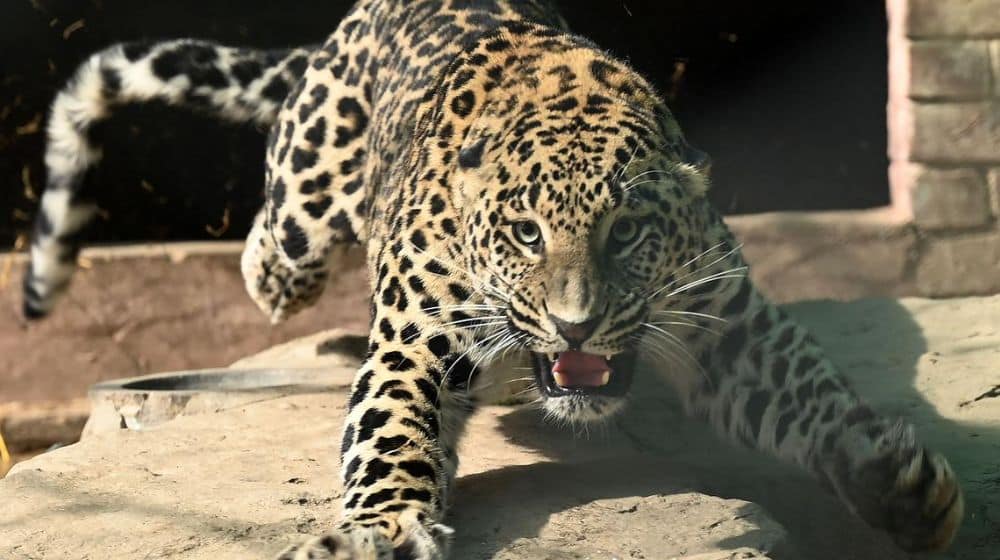Former Cricketer Involved in Leopard Attack