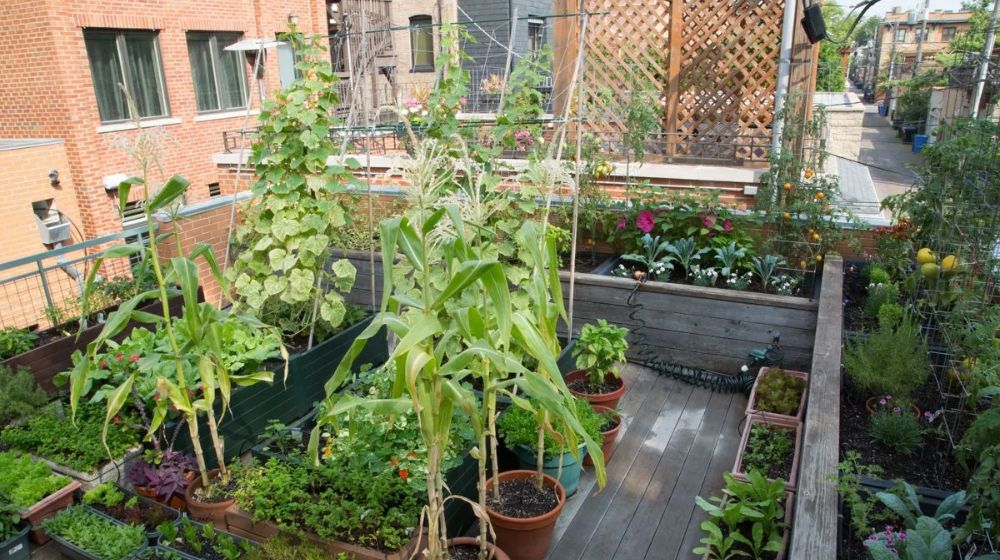 LDA Enforces Rooftop Gardening for Environmental Protection