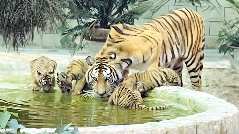 Newborn Tiger Cubs and Baby Monkey Bring Joy to Bahawalpur Zoo