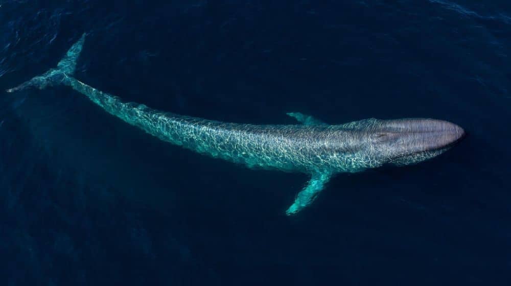 Gigantic Blue Whale Found Dead Along Balochistan Coast [Video]