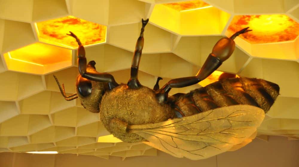 Pakistan to Get First Bee Museum Soon