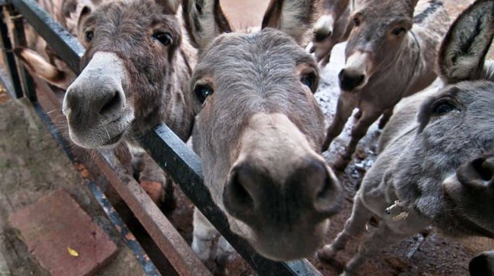 Population of Donkeys in Pakistan Witnesses an Increase This Year Again