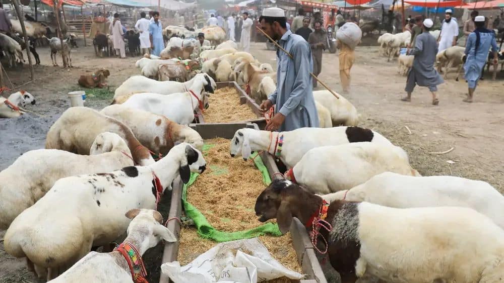 30% Less Animals Were Sacrificed This Eid ul Adha Compared to Last Year