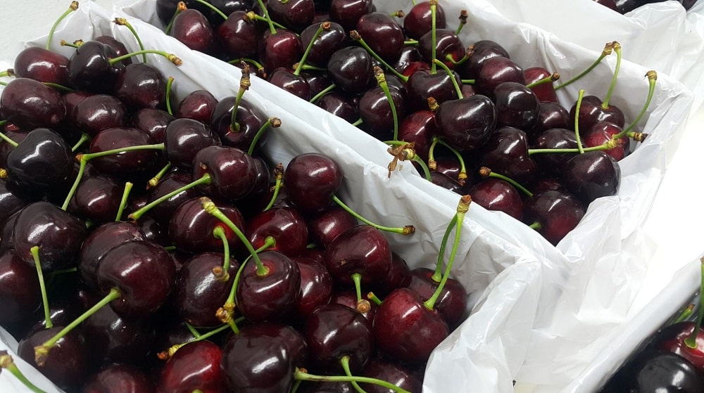 Pakistan Set to Export Cherries to China for First Time in Over a Decade