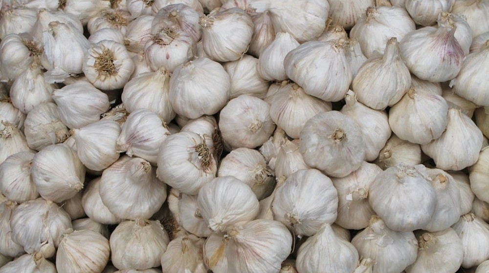 Scam or Success: Debunking G1 Garlic Myths
