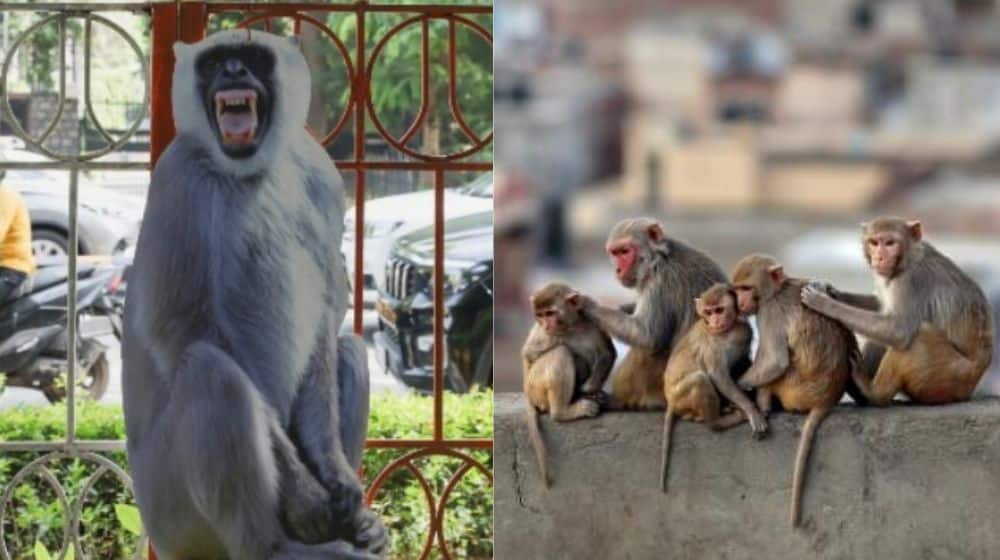 India Deploys Fake Langurs to Keep G20 Summit Delegates Safe From Wild Monkeys